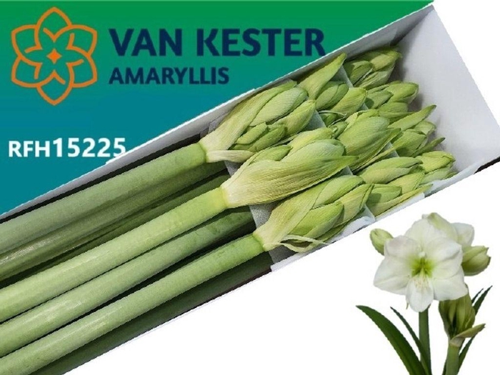 <h4>Hippeastrum white sensation</h4>