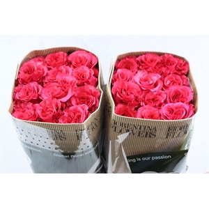 R Gr Exotix Berry