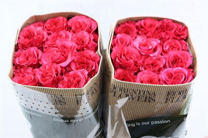 <h4>R Gr Exotix Berry</h4>