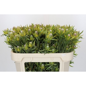 Leucadendron Pisa Spray
