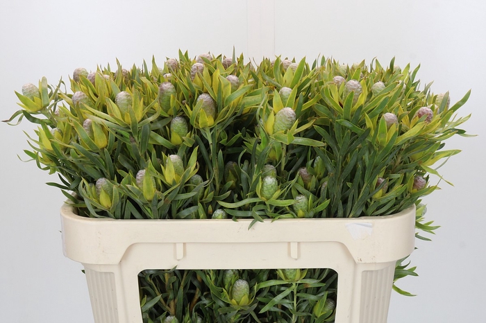 <h4>Leucadendron Pisa Spray</h4>