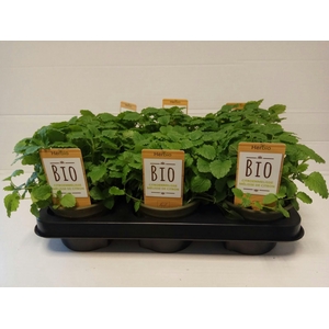 Citroenmelisse P12 HERBIO steker