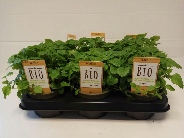 <h4>Citroenmelisse P12 HERBIO steker</h4>
