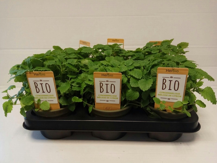 <h4>Citroenmelisse P12 HERBIO steker</h4>