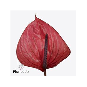Anthurium cantello