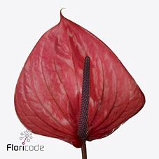 <h4>Anthurium cantello</h4>