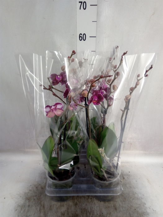 Phalaenopsis multi. 'FC Broken Hea'