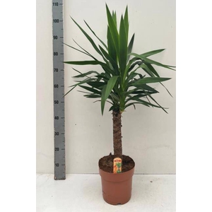 YUCCA