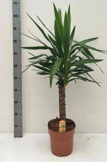 <h4>YUCCA</h4>