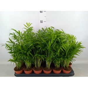 Chamaedorea elegans