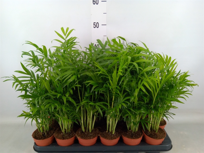 <h4>Chamaedorea elegans</h4>