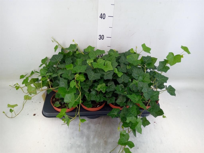 <h4>Hedera hibernica</h4>