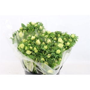 Anem Marianne Panda White