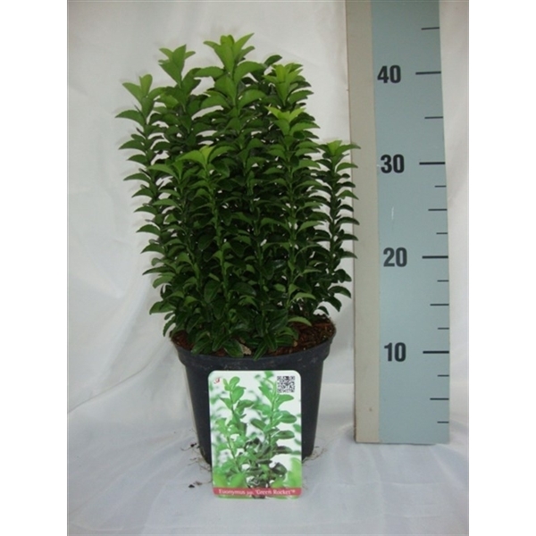 <h4>Euonymus japonicus Green Rocket</h4>