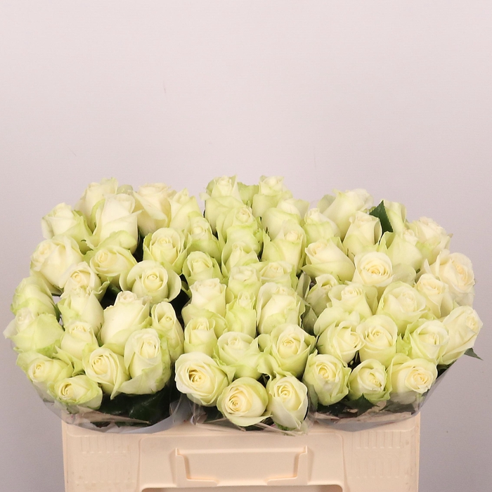 <h4>R GR SNOWSTORM+</h4>