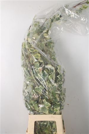Hedera Bont Per Tak