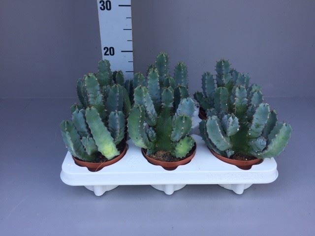 <h4>Euphorbia resinifera</h4>