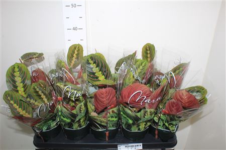 <h4>Maranta Fascinator</h4>