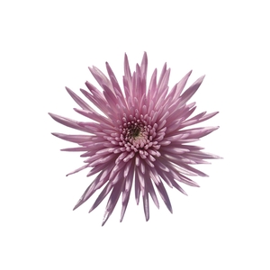 ANASTASIA ROSY 080 CM PINK