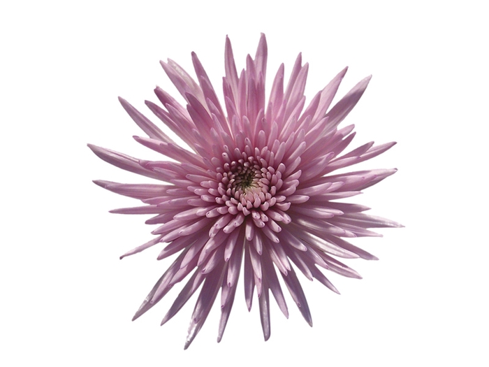 ANASTASIA ROSE 080 CM LILAS