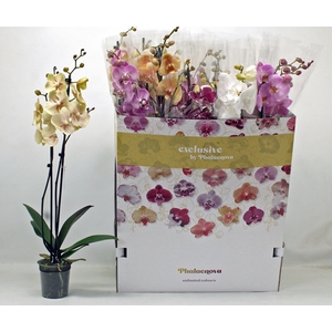 PHAL GEM 10 KL