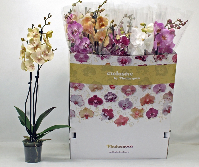 <h4>PHAL GEM 10 KL</h4>