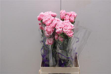 <h4>Di St Donatello</h4>