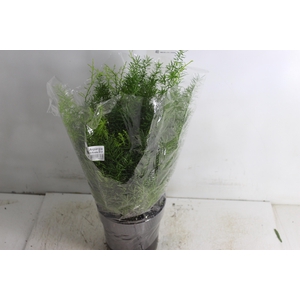 ASPARGO ALFINETE P17