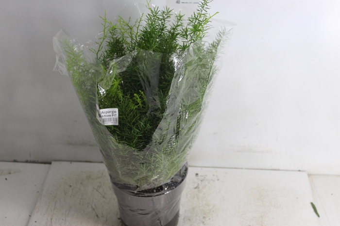<h4>ASPARGO ALFINETE P17</h4>