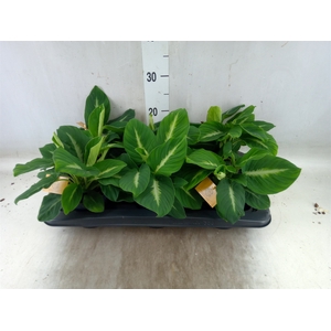 Adelonema pallidinervium