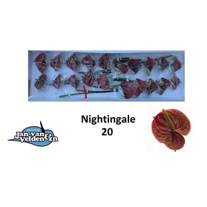 ANTH A NIGHTINGALE
