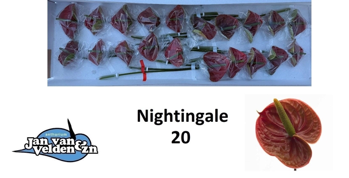 <h4>ANTH A NIGHTINGALE</h4>