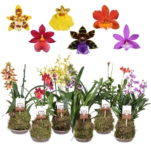 ORCHIDEEEN OVERIG