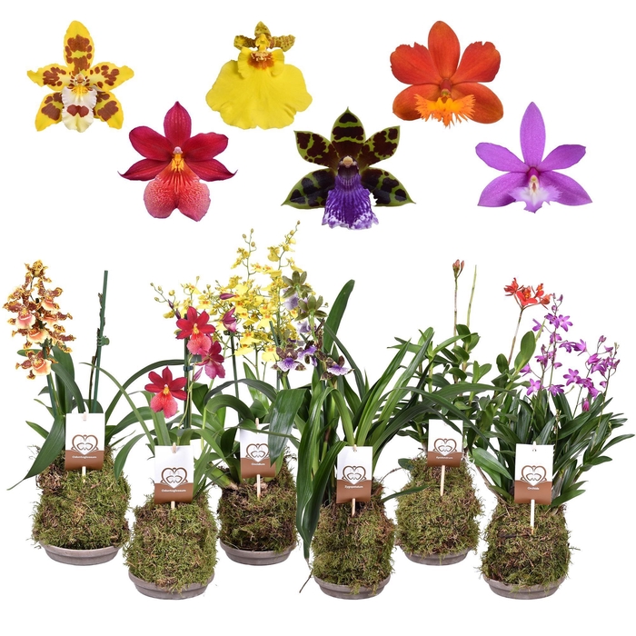 <h4>ORCHIDEEEN OVERIG</h4>