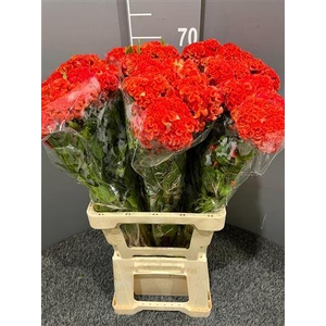 Celosia Act Zara