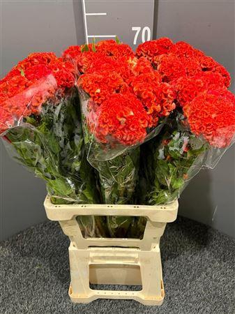 <h4>Celosia Act Zara</h4>
