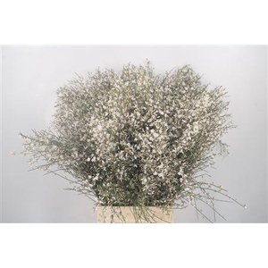 Ginster White Per Bunch