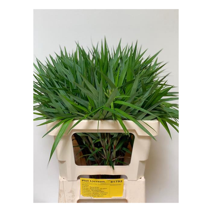 <h4>Carex Ph Gr Sparkler</h4>