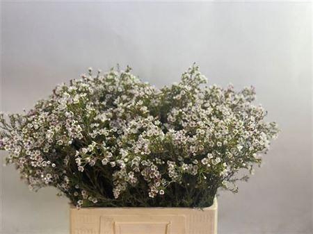 <h4>Chame Blondie</h4>