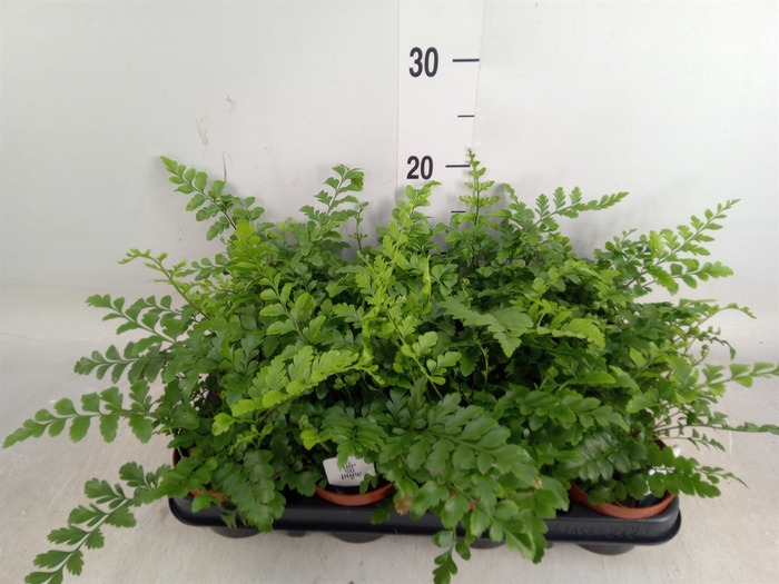 <h4>Asplenium parvati</h4>