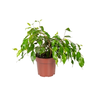 FICUS BENJAMINA P17