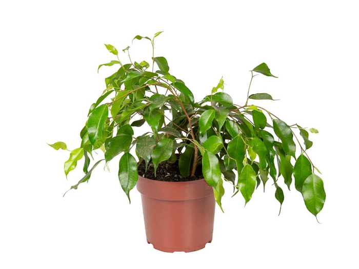 <h4>FICUS BENJAMINA P17</h4>