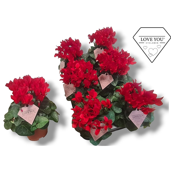 <h4>Cyclamen-COMPACT ROOD LOVE YOU</h4>