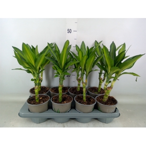 Dracaena frag. 'Cintho'