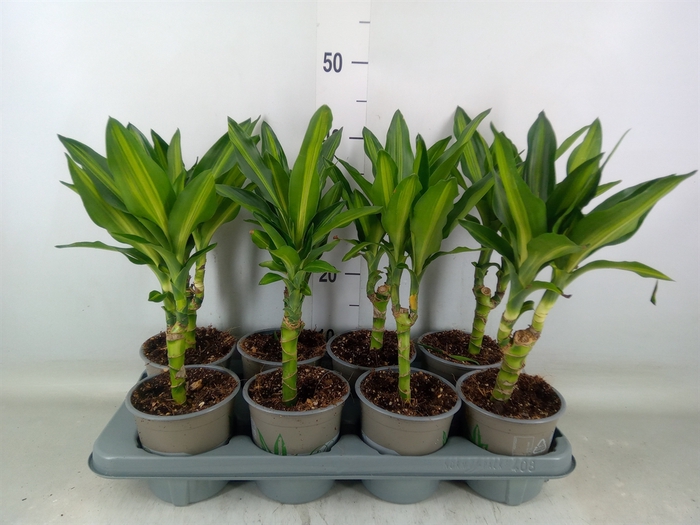 <h4>Dracaena frag. 'Cintho'</h4>