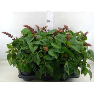 Salvia  'Salgoon Lake Flamingo'