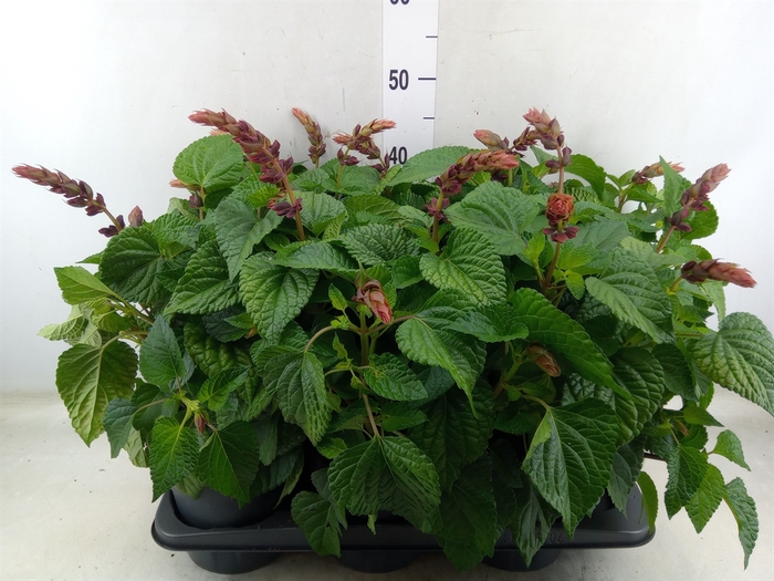 <h4>Salvia  'Salgoon Lake Flamingo'</h4>