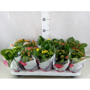 Kalanchoe blos.   ..mix 6