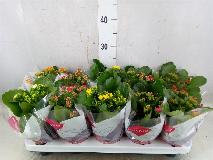 <h4>Kalanchoe blos.   ..mix 6</h4>