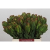 Leucadendron Laurel Yellow